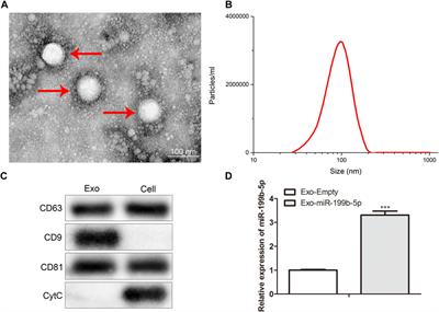 Induced pluripotent stem cells as natural biofactories for exosomes carrying miR-199b-5p in the treatment of spinal cord injury